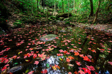 waterfall with maple leaf in park