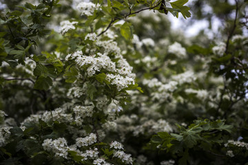 Blossom