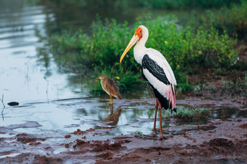 Amazing Stork in Udawalawe National Park, Sri Lanka