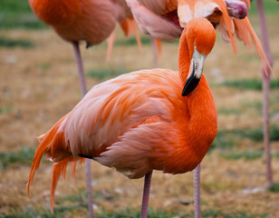 Greater flamenco, bird