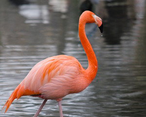 Common pink flamingo