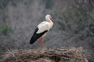 Stork on its nest