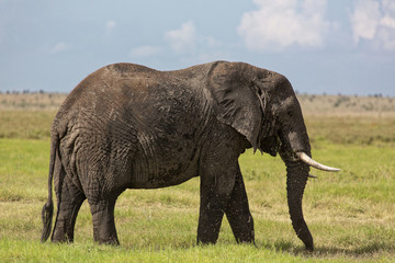 Fototapeta premium ELEPHANT D'AFRIQUE 
