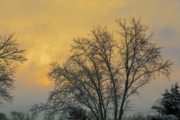 Fototapeta na wymiar Sunny morning. Sun illuminate snowflakes. Frosty winter backdrop