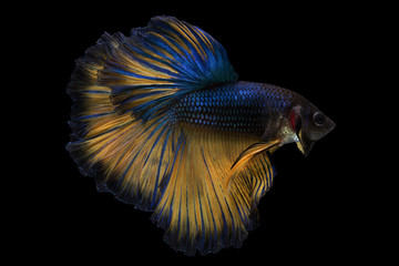 Betta fish, siamese fighting fish, betta splendens (Halfmoon fancy betta ),isolated on black...