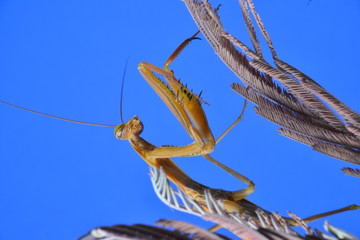 Fototapeta premium mantis on dry flower and blurred background. Mantis religiosa, commonly called santateresa, mamboretá, tatadios or simply mantis, is a species of manttoe insect of the Mantidae family.