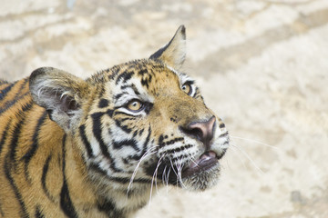 Tiger in the shelter