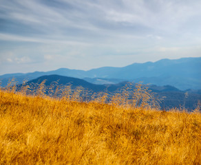 Fototapeta na wymiar view to a blue misty mountain from a dry grass, Carpathians, Ukraine