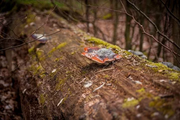 Fotobehang Tree mushroom © StellaSalander
