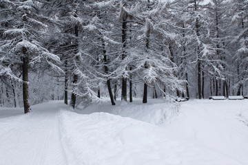 Winter landscape after a snowfall