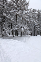 Fototapeta premium Winter landscape after a snowfall