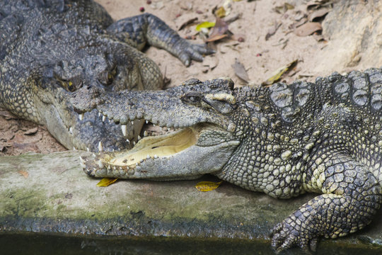 Crocodiles on hunting