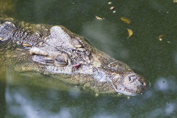 Obraz premium Crocodiles on hunting