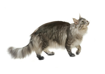 Tabby cat walking on white background