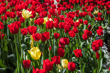 Spring tulips daffodils close ups