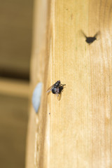 Fly is the name that is commonly known to numerous species of flying insects, belonging to the order of the diptera.