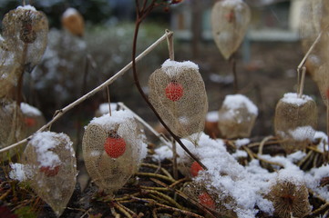 Physalis mit Schnee