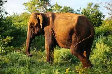 Naklejka na ściany i meble Amazing elephants walking around the nature.