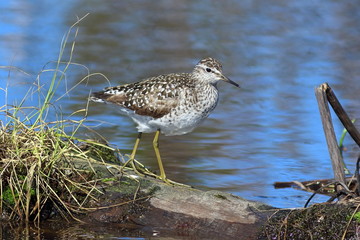 Tringa glareola. Wood sandpiper close up on the log