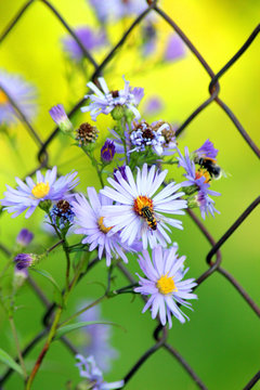 Michaelmas daisy. Close up floser head, shallow deep of field.