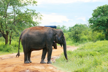 Fototapeta premium Amazing elephants walking around the nature.