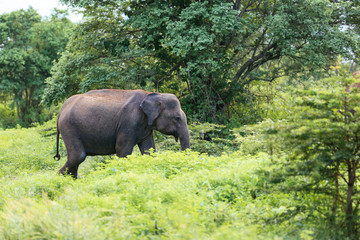 Amazing elephants walking around the nature.