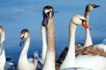 Beautiful white swan family lake romance seasonal postcard selective blue water gently day valentine nature love winter ice