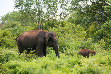 Amazing elephants walking around the nature.