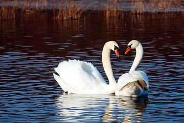 Naklejka premium Beautiful white swan family lake romance seasonal postcard selective blue water gently day valentine nature love winter ice