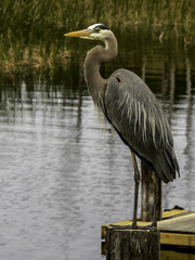 Blue Heron