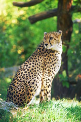 Obraz premium Gepard sieht sich um