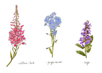 Wild plants and flowers hand drawn in color. Willow, forget-me-not and sage. Herbal vector illustration.