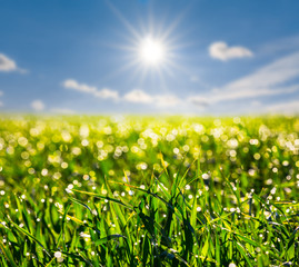 Obraz na płótnie Canvas closeup summer wheat sprout in a light of a sparkle sun