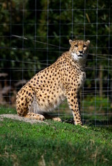 Gepard