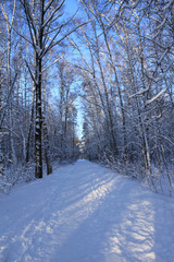 Photographing was carried out in the winter forest. Christmas and Christmas theme.