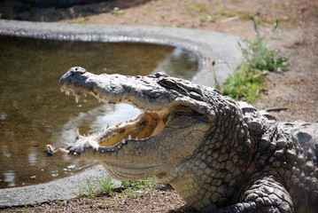 Crocodile la gueule ouverte près d'un bassin