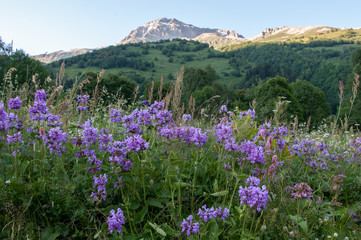 Obraz premium Evening in the mountains. Flowering grass. Dombay.
