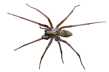 Big scary spider