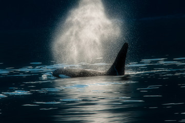 Orca, Juneau, Alaska,Whale