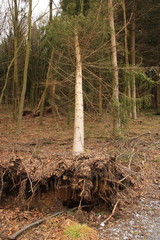 Sturmschaden an einem baum, der baum wurde bei einem sturm umgedrückt