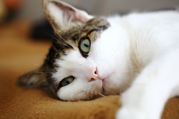 Katze mit miesgelauntem Blick
