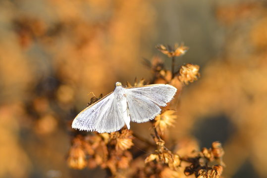 mariposa blanca o polilla