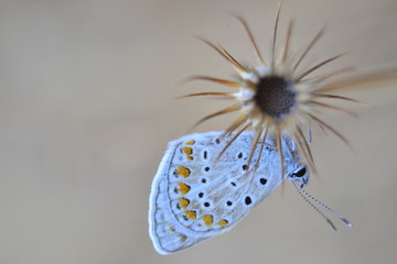mariposa sobre hoja seca