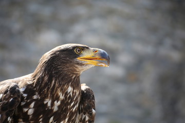 Majestueux aigle royale