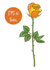 Single yellow rose flower vector illustration, beautiful Valentine rose on long stem isolated on white background.