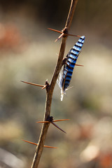 Bird feather, jay feather on thorns, spring colors and background.