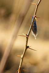 Bird feather, jay feather on thorns, spring colors and background.