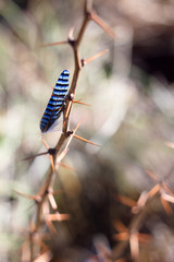 Bird feather, jay feather on thorns, spring colors and background.