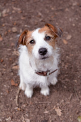 CUTE  JACK RUSSELL DOG LOOKING UP ON BROWN AUTUMN BACKGROUND.