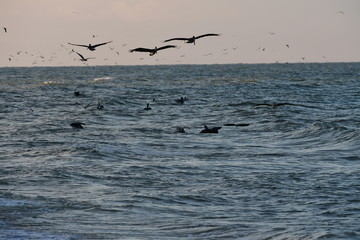 Pelicans feeding time